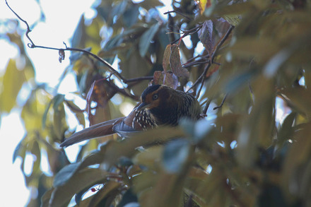 10 spotted laughingthrush 1 of 1.jpg