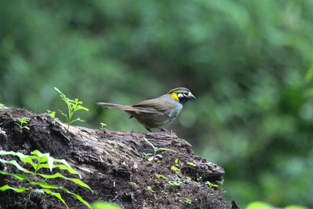 22-white-eared ground-sparrow 3 of 3.jpg