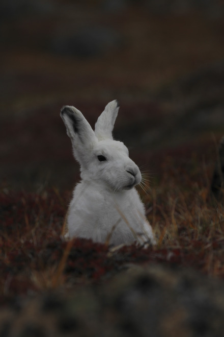 29 arctic hare-18.jpg