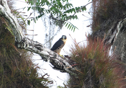 31-orange-breasted falcon 1 of 4.jpg