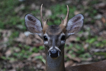 42-white-tailed deer 2 of 9.jpg