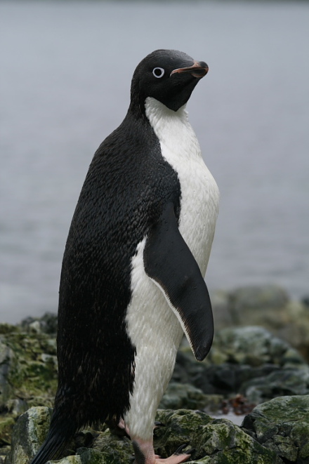 adelie penguin 10.jpg