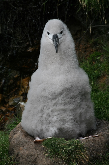 albatross chick 7.jpg