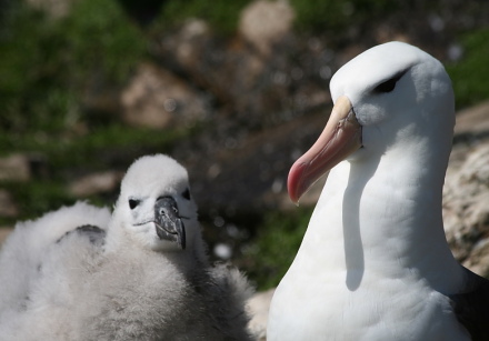 albatross chick and parent 2.jpg