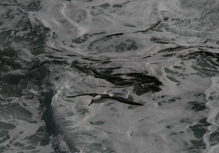 albatross with kelp.jpg