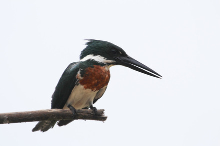 amazon kingfisher-8.jpg