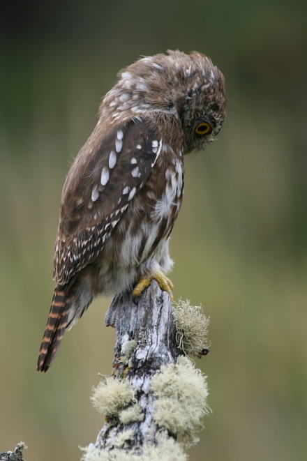 austral pygmy-owl 2.jpg