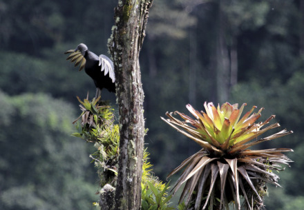 black vulture and bromeliad 2.jpg