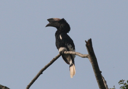 black-and-white casqued hornbill.jpg