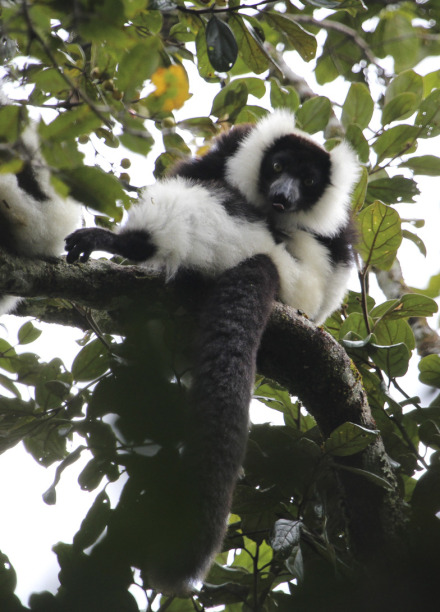 black-and-white ruffed lemur ranomafana 1 of 4.jpg