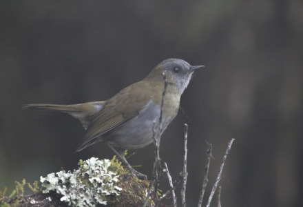 black-billed nightingale-thrush 9.jpg
