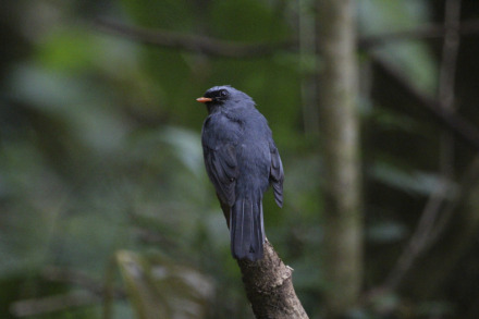 black-faced solitaire 1.jpg