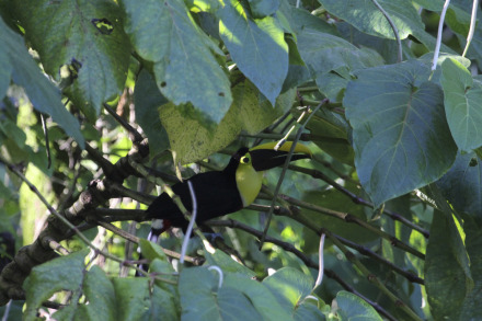 black-mandibled toucan 1.jpg