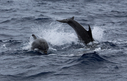 bottlenose dolphins 1 of 3.jpg