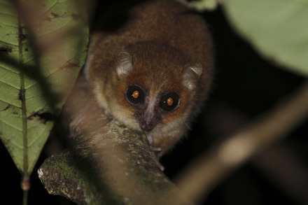 brown mouse lemur on nosy mangabe 1 of 5.jpg
