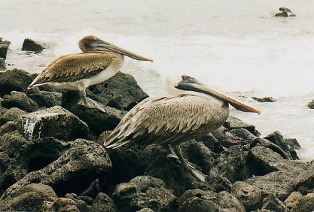 brown pelicans.jpg