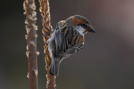 cape verde sparrow 1.jpg