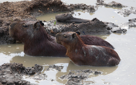 capybaras.jpg