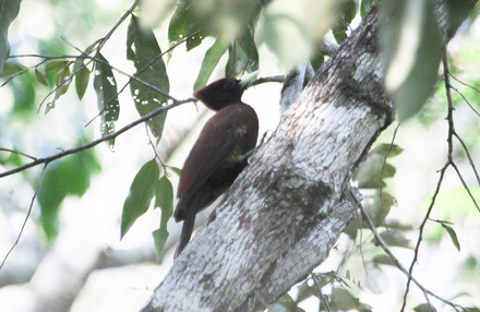 chestnut woodpecker-5.jpg