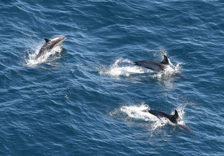 d. common dolphins 2.jpg