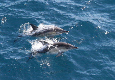 e. common dolphins.jpg