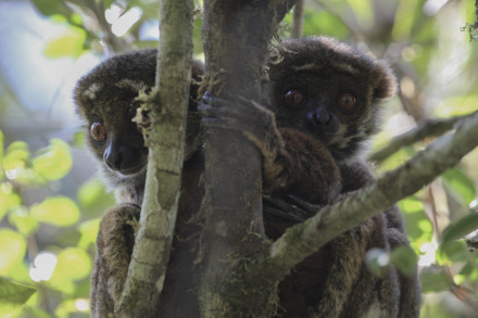 eastern woolly lemur 9 of 9.jpg