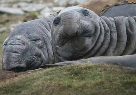 elephant seal 4.jpg