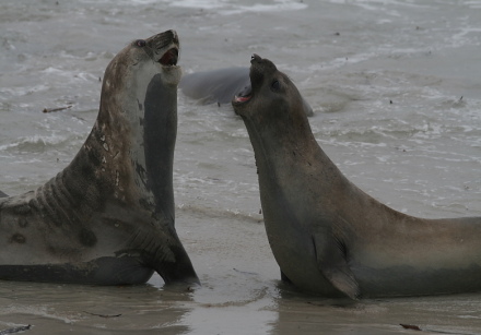 elephant seals fighting 2.jpg