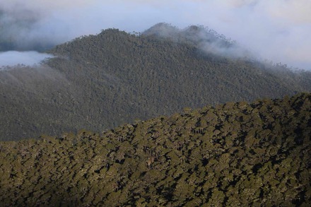 forests on pico duarte-4.jpg