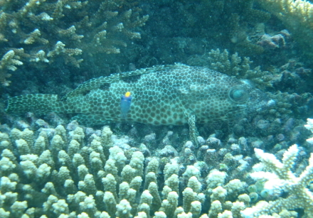 foursaddle grouper.jpg