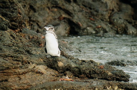 galapagos penguin.jpg