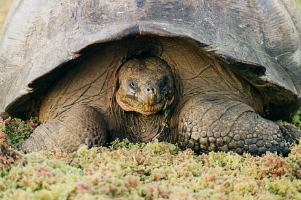 giant tortoise.jpg