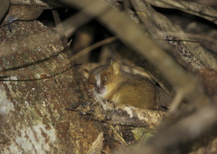 golden-brown mouse lemur 1 of 3.jpg