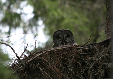 great grey owl on nest.jpg
