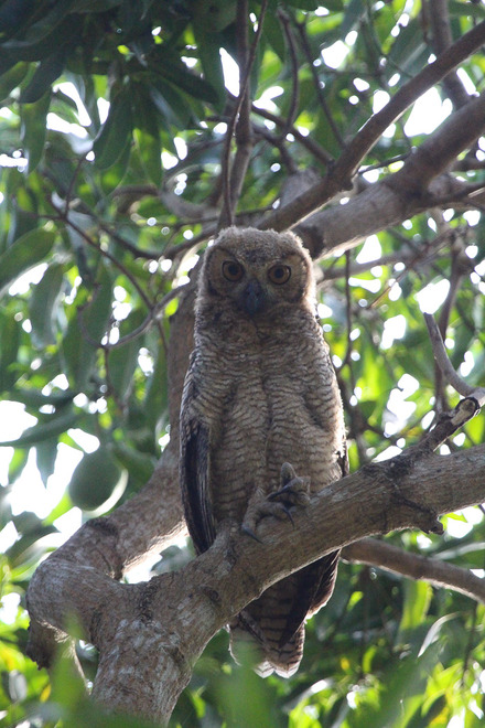 great horned owl juv.-2.jpg