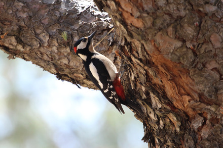 greater spotted woodpecker.jpg