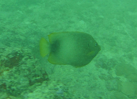 guinea angelfish 1.jpg