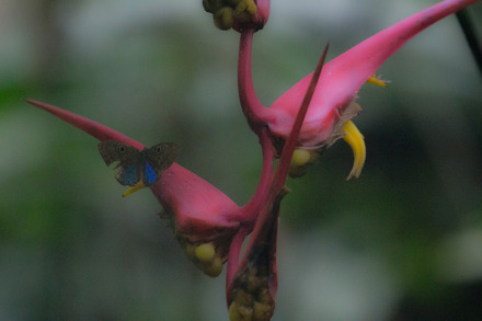heliconia with butterfly.jpg