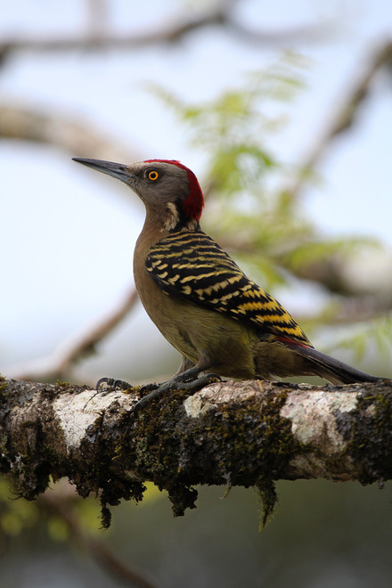 hispaniolan woodpecker-11.jpg