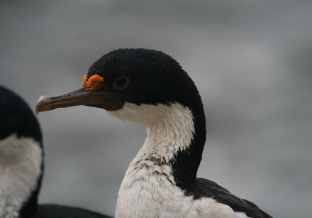 imperial cormorant head 2.jpg
