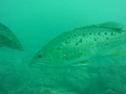 island grouper 6.jpg