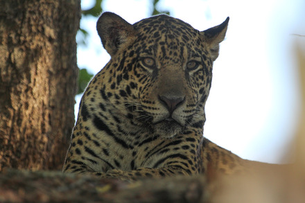 jaguar-104.jpg