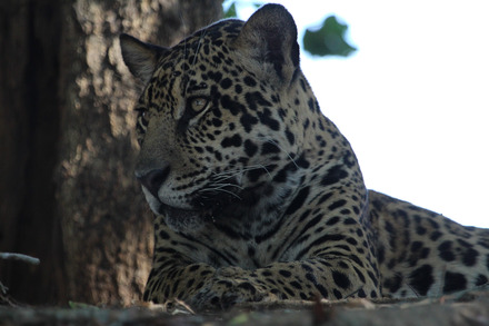 jaguar-131.jpg
