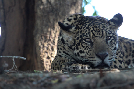 jaguar-136.jpg