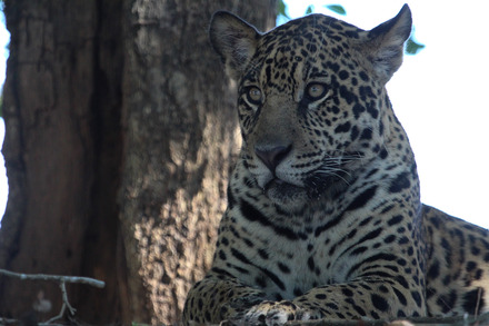 jaguar-139.jpg