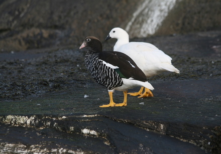 kelp goose pair.jpg
