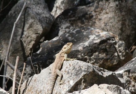 lizard avakas gorge 2.jpg