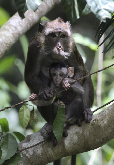 macaques-2.jpg