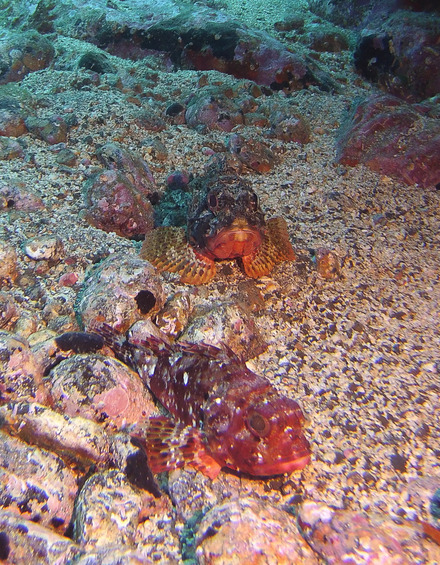 madeira scorpionfish 1 of 1.jpg