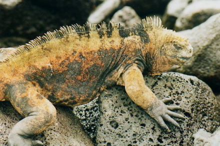 marine iguana.jpg